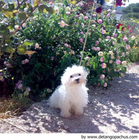 Bichón Boloñés