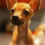 Chihuahua