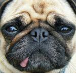 Pug