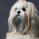 Lhasa Apso