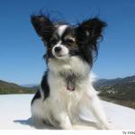 Papillon
