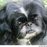 Pekinés 
