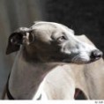 Galgo Italiano