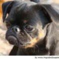 Pequeño Brabançon